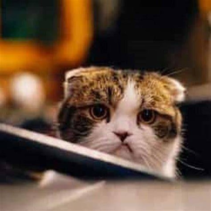 Do cats feel abandoned when you give them away?
