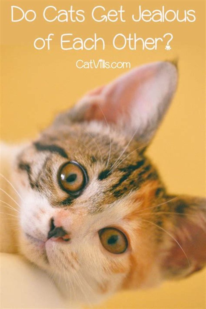 Do cats get jealous of each other?