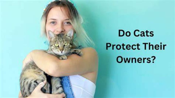 Do cats get protective of their owners?