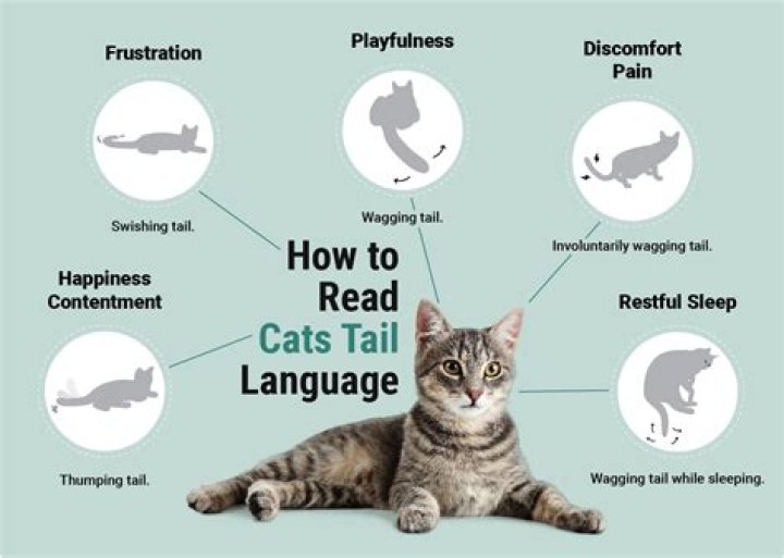 Do cats know they're sick?