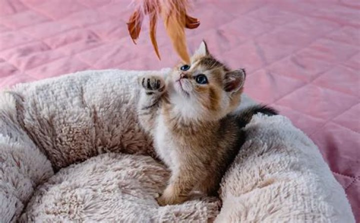 Do cats learn their names?