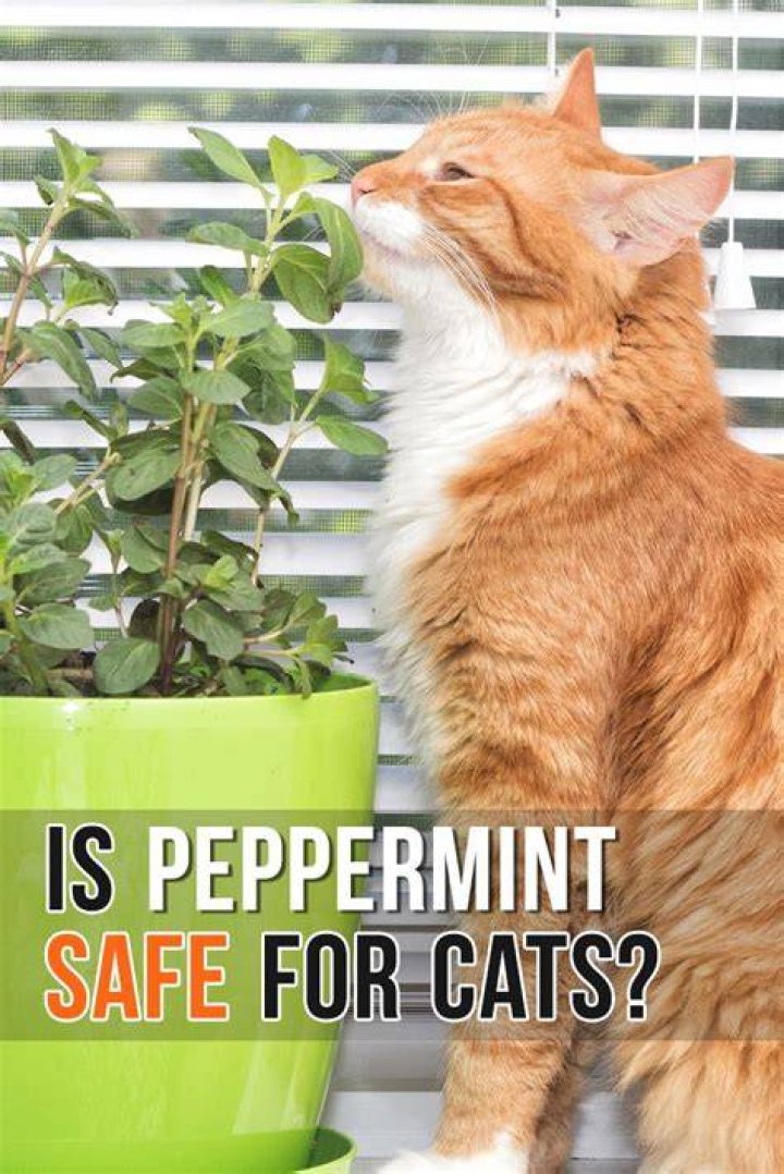 Do cats like peppermint?