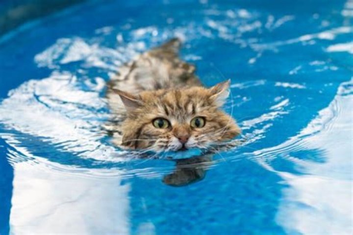 Do cats like water?