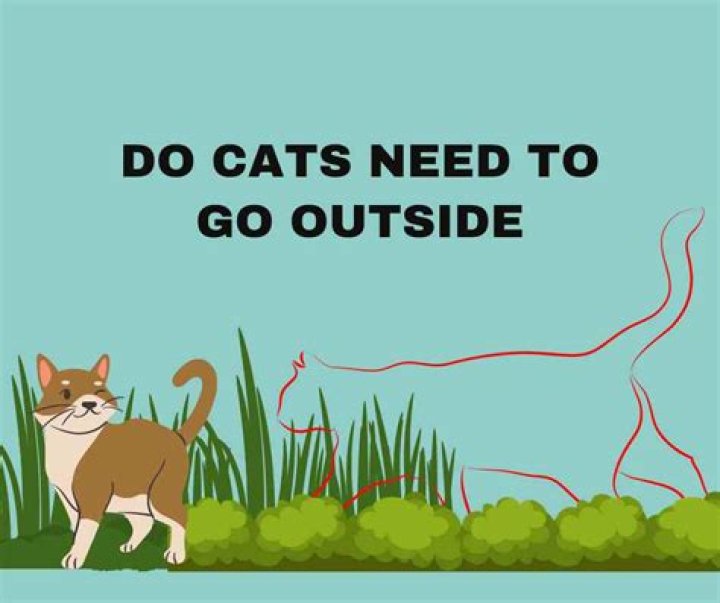 Do cats need to go outside?