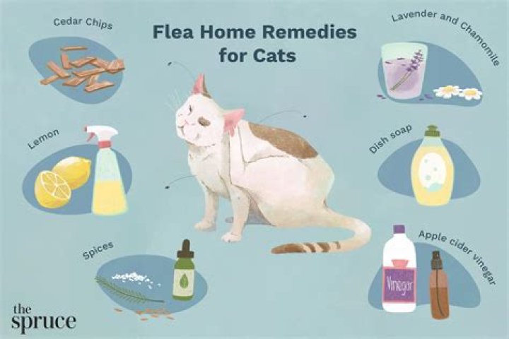 Do cats often have 2 homes?