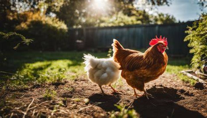 Do chickens eat spiders?