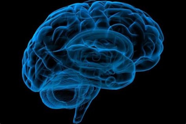 Do chickens have memory?