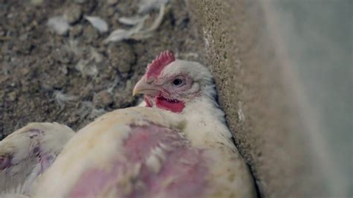Do chickens know when another chicken died?
