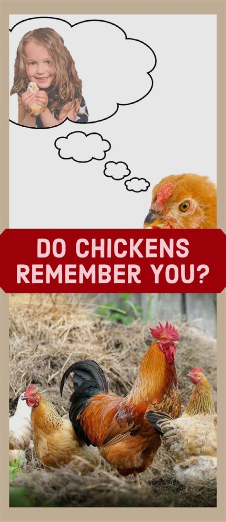 Do chickens remember you?