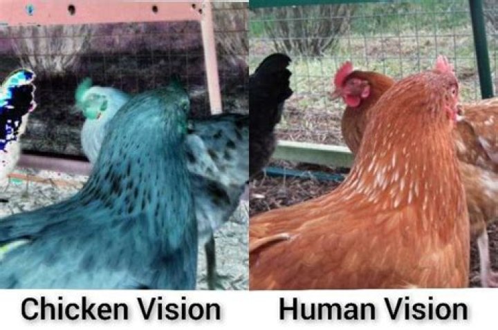 Do chickens see color?
