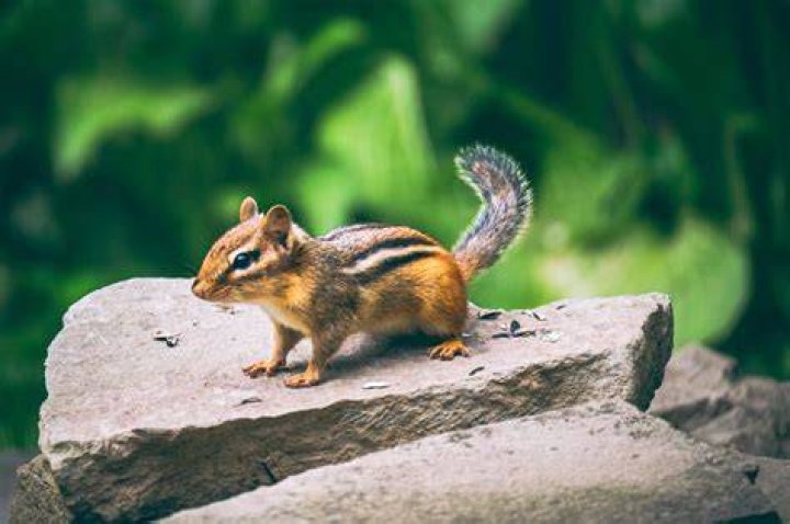 Do chipmunks live in wood piles?