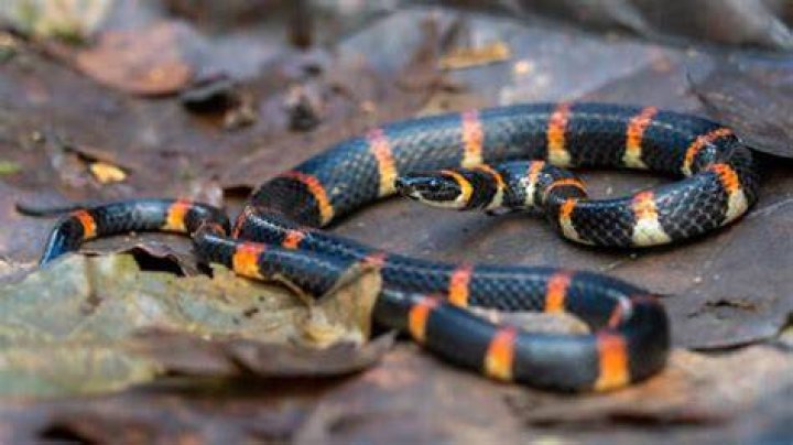 Do cobras live in Florida?