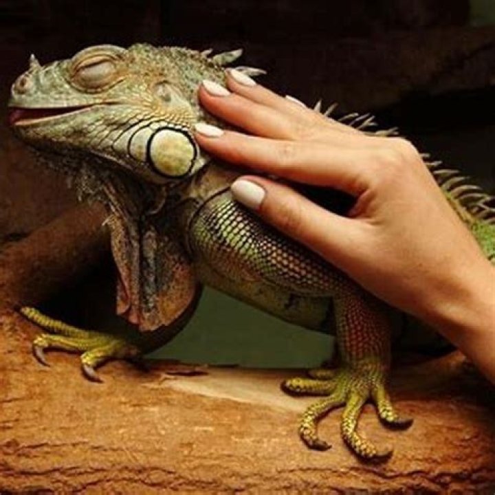 Do college dorms allow pets?