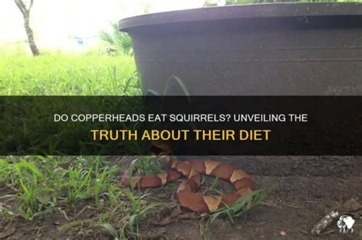Do Copperheads eat squirrels?