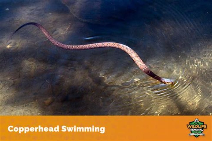 Do copperheads swim?