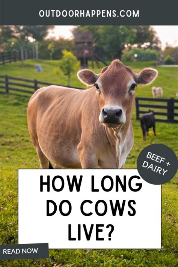 Do cows remember their calves?