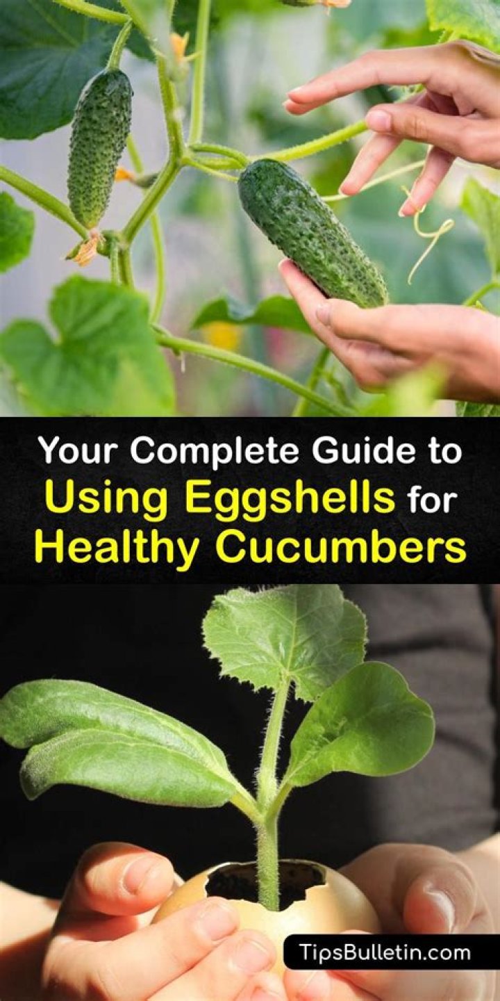 Do cucumbers like eggshells?