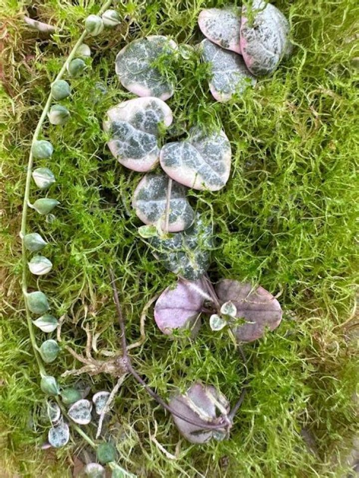 Do cuttings need light?