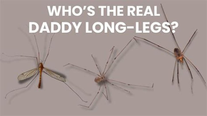 Do Daddy Long Legs catch mosquitoes?