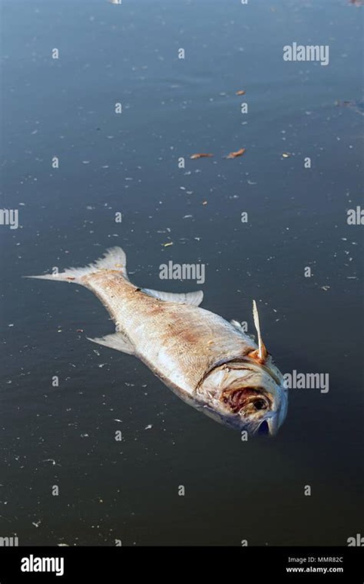 Do dead fish always float?