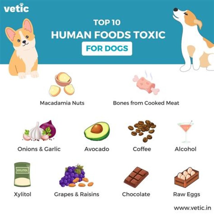 Do dogs dislike cold food?