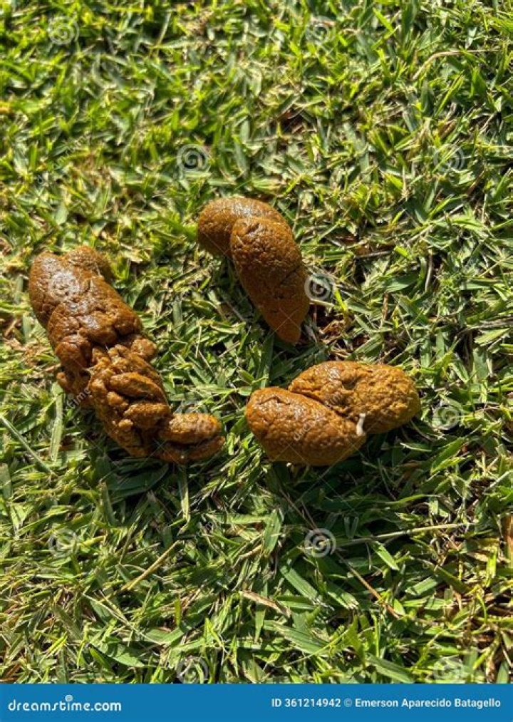 Do dogs eat more when they have worms?