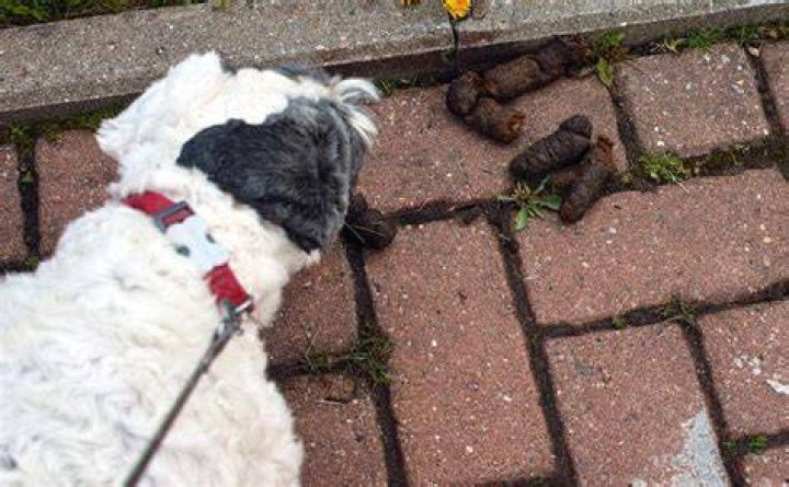 Do dogs ever eat their owners?