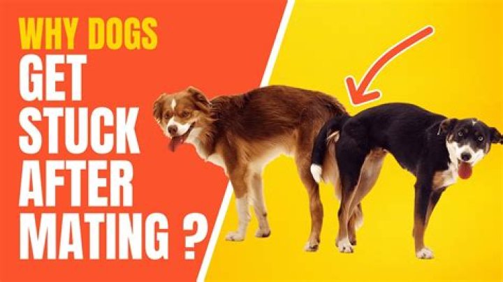 Do dogs get stuck every time they mate?