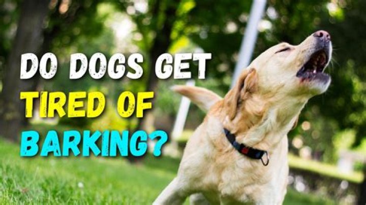 Do dogs get tired of waiting?