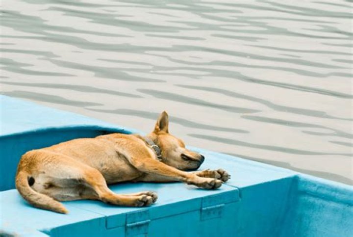 Do dogs like being clean after a bath?