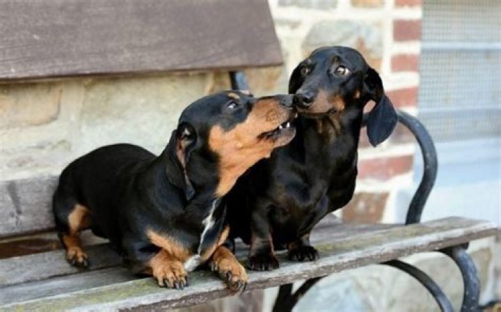 Do dogs love other dogs?