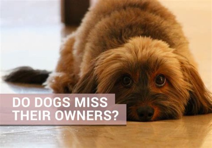 Do dogs miss humans?