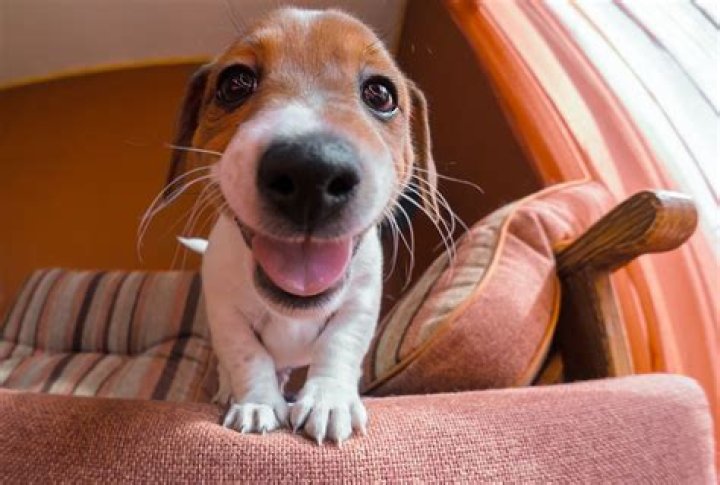 Do dogs need another dog for company?