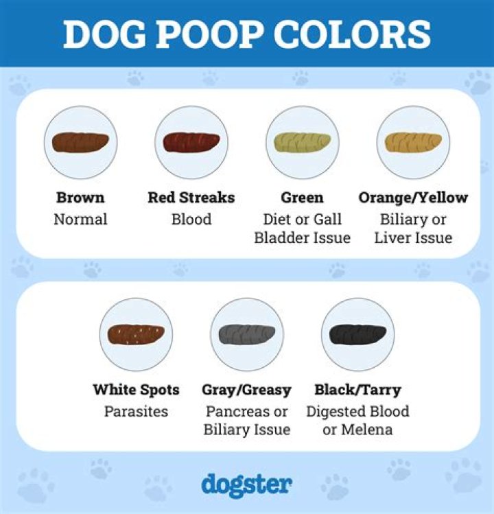 Do dogs poop more on wet food?