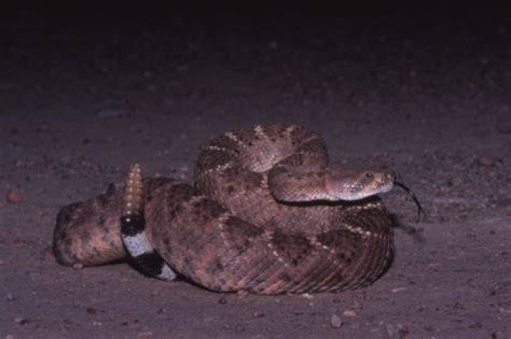 Do dogs protect against snakes?