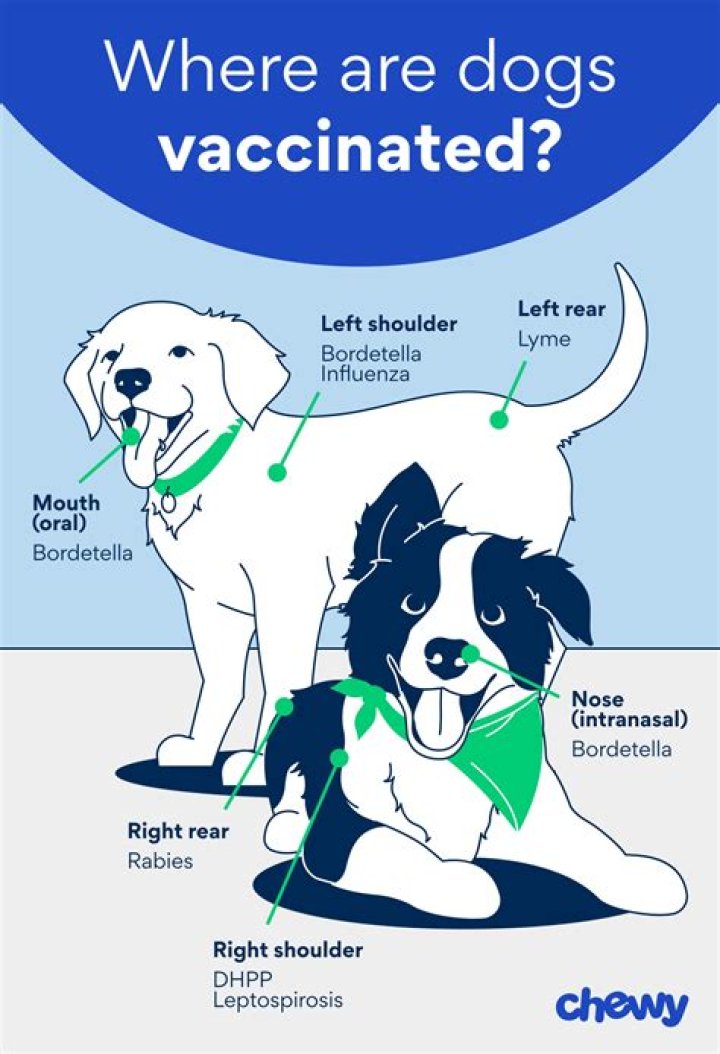 Do dogs really need leptospirosis vaccine?