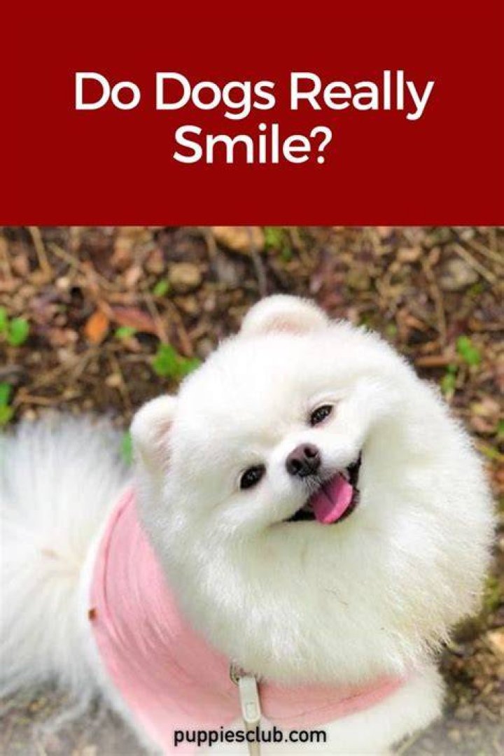 Do dogs really smile?