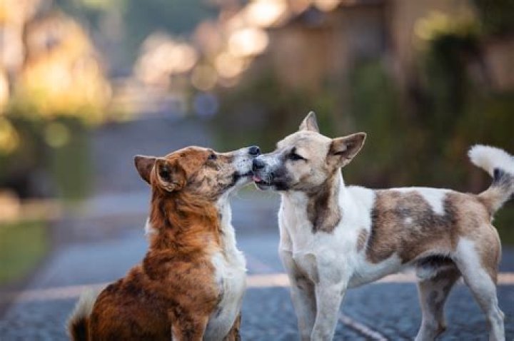 Do dogs recognize their mothers?