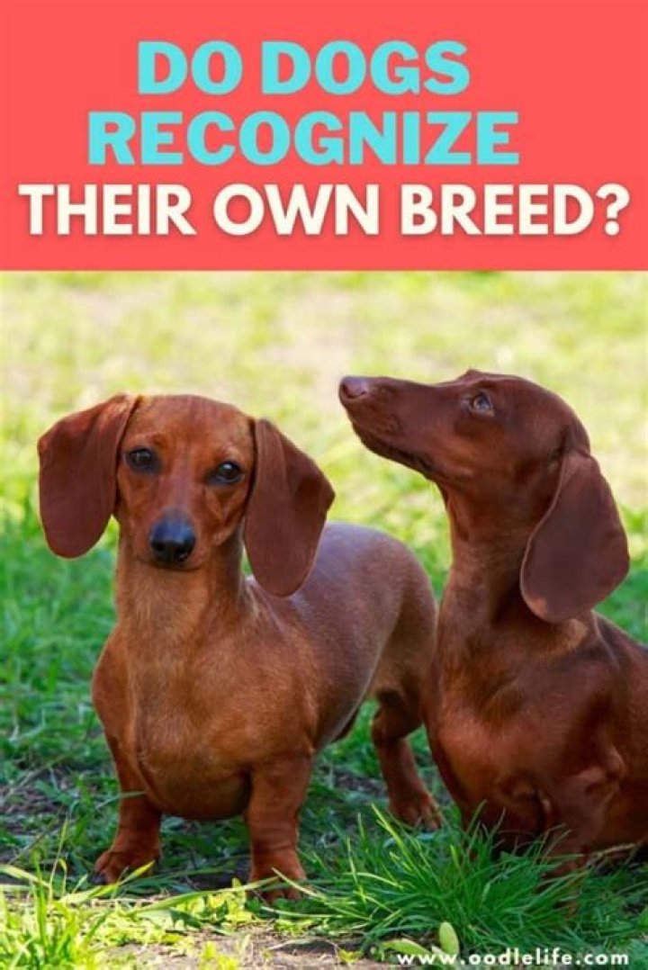 Do dogs recognize their own breed?
