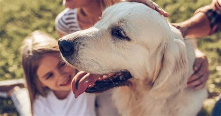 Do dogs remember previous owners?