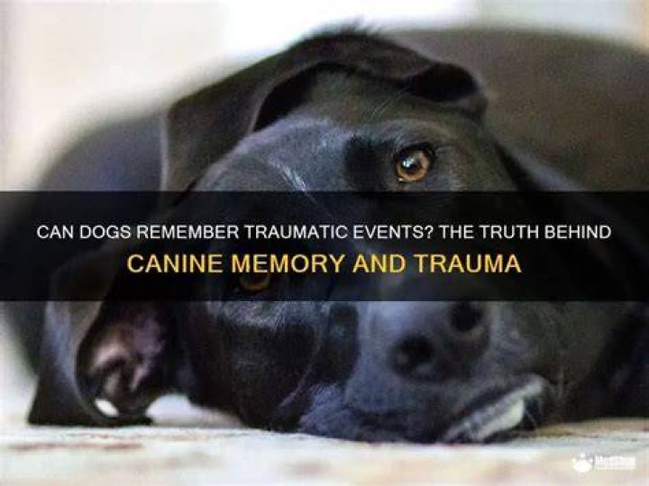 Do dogs remember trauma?
