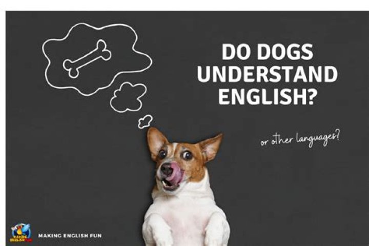 Do dogs understand you when you talk to them?