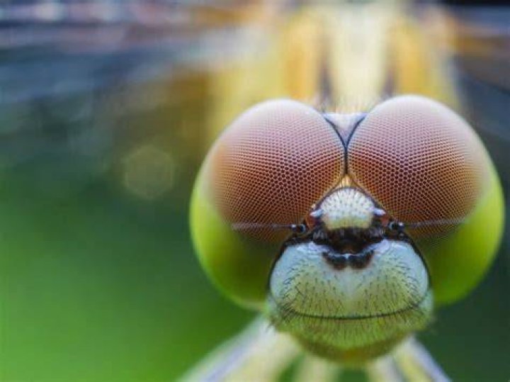 Do dragonflies have eyes?