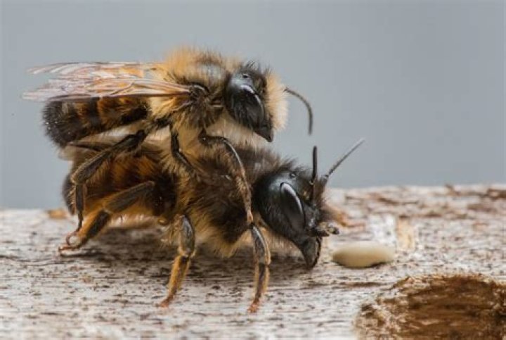 Do drone bees have father?