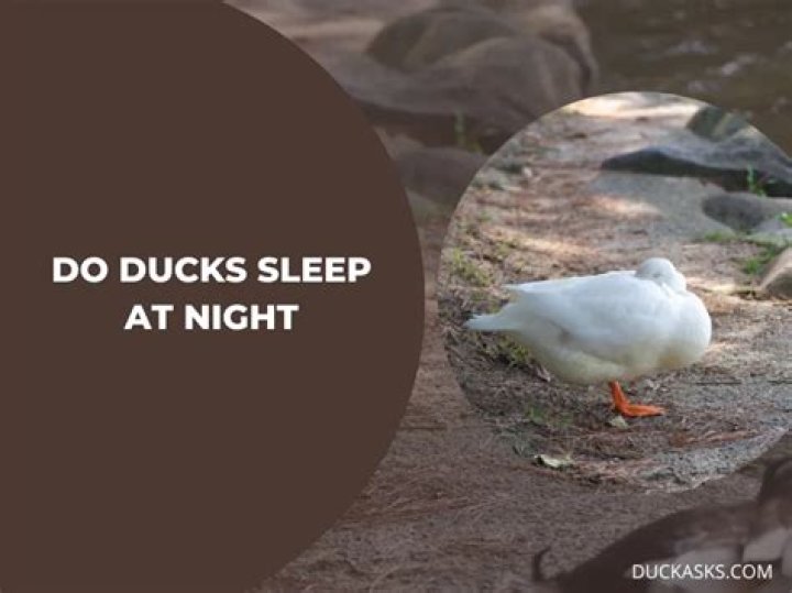 Do ducks sleep at night?