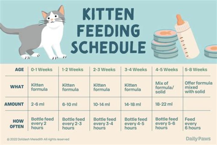 Do female cats eat kittens?