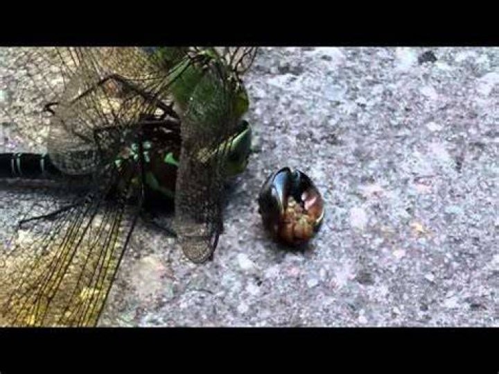 Do female dragonflies eat males?