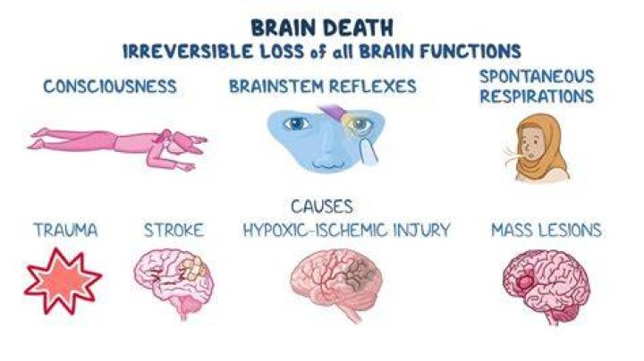 Do fighters lose brain cells?