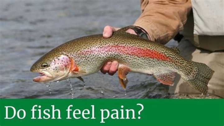 Do fish feel pain when you hook them?