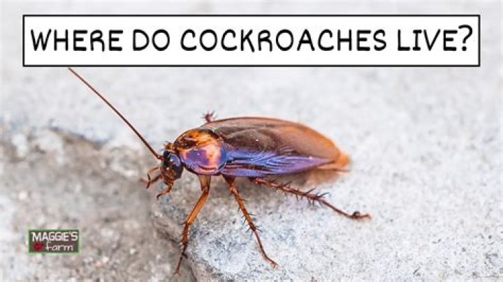Do flying cockroaches live inside?